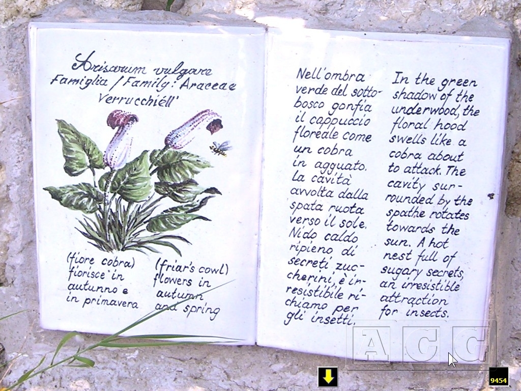 AnaCapri: The Dream