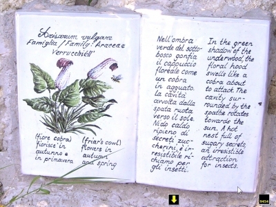AnaCapri: The Dream