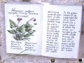 AnaCapri: The Dream