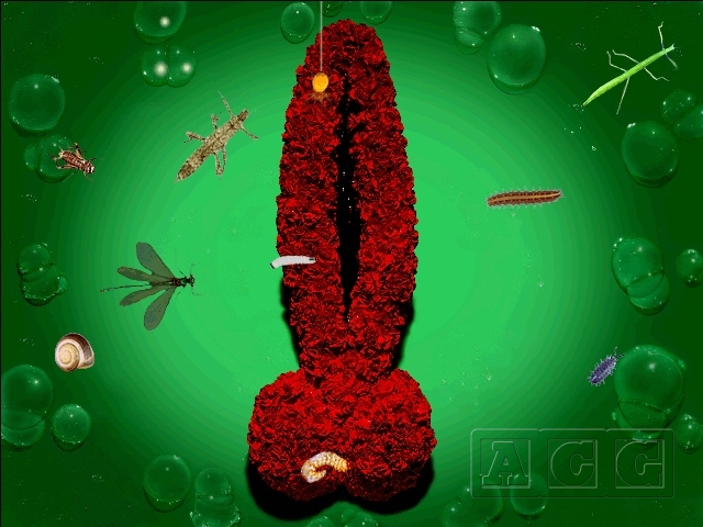 EVE