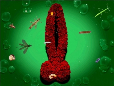 EVE